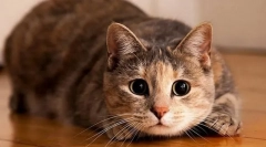 Občutljivost mačk na stresne situacije